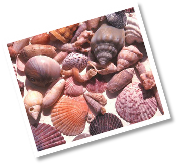 Pic_frame_5.png
