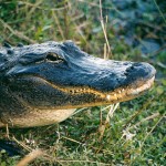 wildlife_2