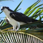 wildlife_3